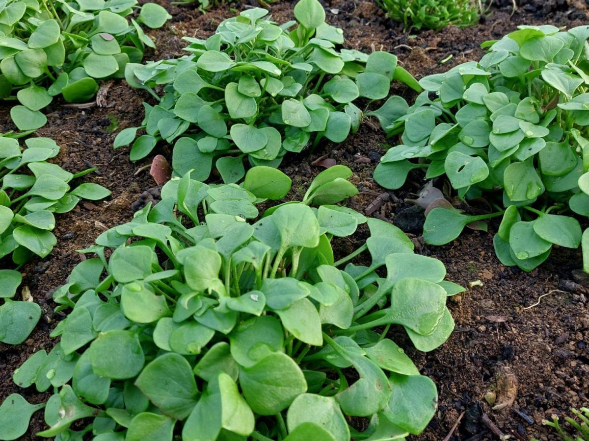 Donnerstag, 5.Februar 2026